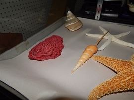 more from the shell collection