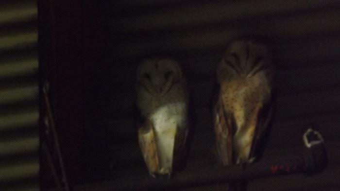 Pr of Barn Owls watching us from above as we discover the Christmas bounty in the old warehouse