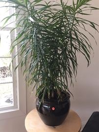 Lots of houseplants.