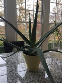 Nice Aloe.