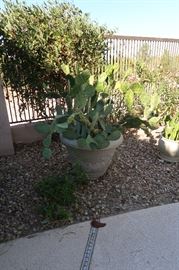 Cactus plants