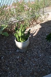 Cactus plants