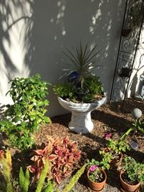 Stone planters, plants