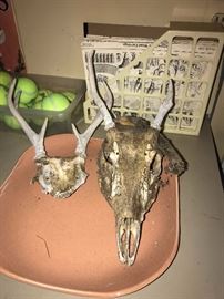 DEER SKULLS