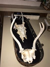 DEER SKULLS