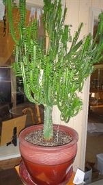 Cactus Plant 