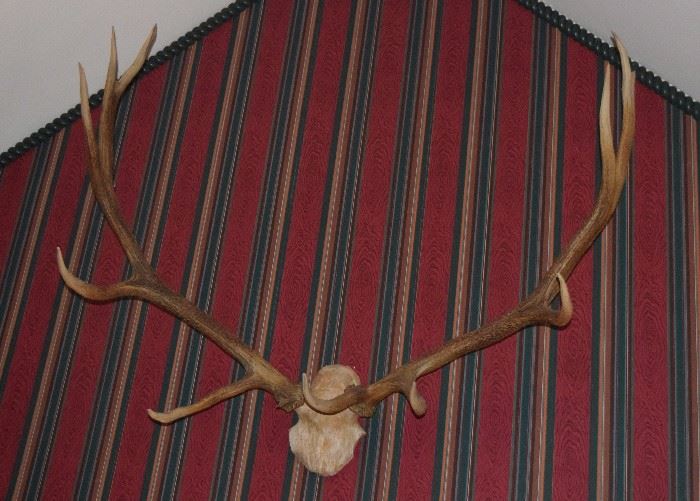 Elk Antlers