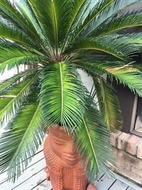Large Sego Palm in Planter