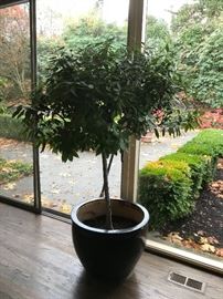 One of two potted bay trees