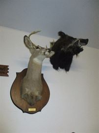 TAXIDERMY