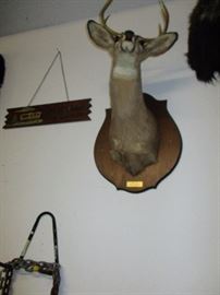 TAXIDERMY