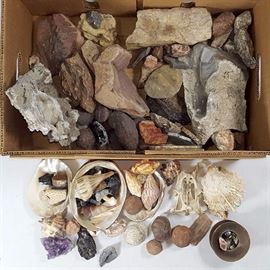 msc Mineral Specimens Shells Etc