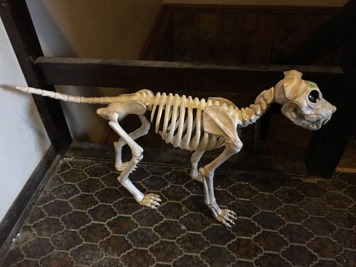 Dog skeleton 