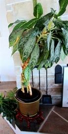 Giant  Diefenbachia plant and smaller potted friends in want of new loving owner. (Rosewood stand included--all for one money) Plant is starting to bloom)