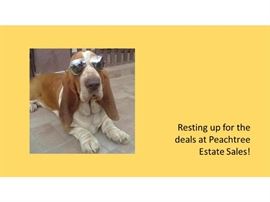 dog with shades