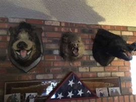 TAXIDERMY DECOR