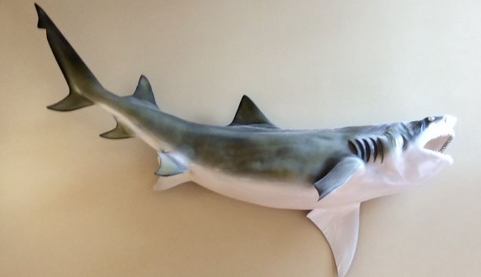 Taxidermy 7ft. Mako shark