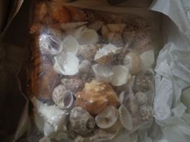 Box full of interesting sea shells
