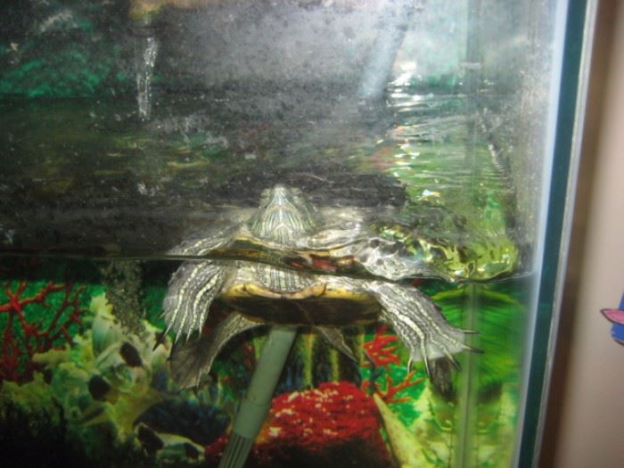 TURTLE WITH TANK