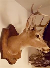 Mounted Deer Head