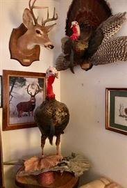 Taxidermy Full Turkey, Half Turkey & Deer Head