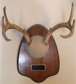 Mounted Deer Horns