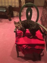 Cool Chair, Cat not for Sale