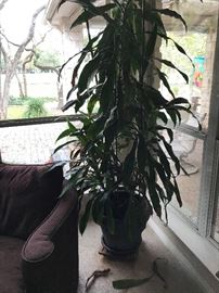 Big Live Plant