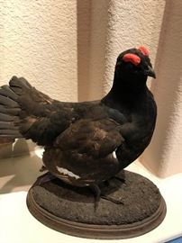 Taxidermy Bird