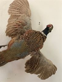 Taxidermy Ringneck Pheasant