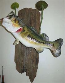 Large Mouth Bass Taxidermy Wall Mounted