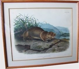 Original 1847 J.W. Audubon hand colored engraving, lg. folio, Plate #123, 20x25" sight, 31x26"h. overall, framed "The Male Sewelle" (Mountain Beaver)