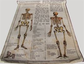 1920s Lg Classroom Anatomy Charts