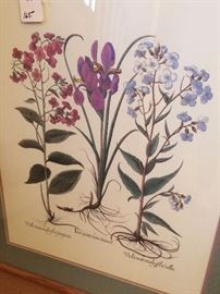 Framed botanical