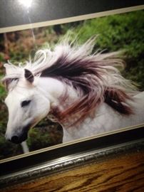 Another gorgeous horse