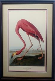 Pink Flamingo by Audubon