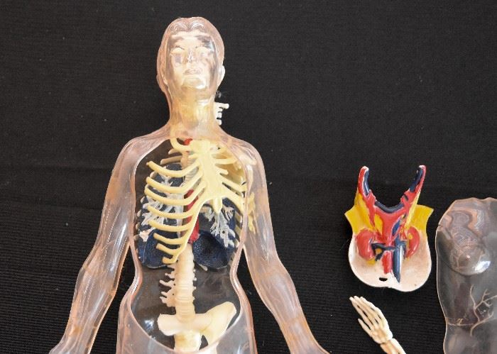 Human Anatomy Toy, Invisible Man
