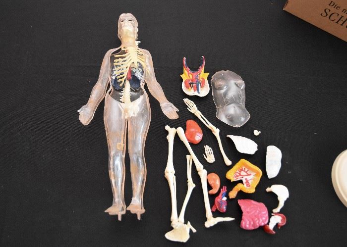Human Anatomy Toy, Invisible Man