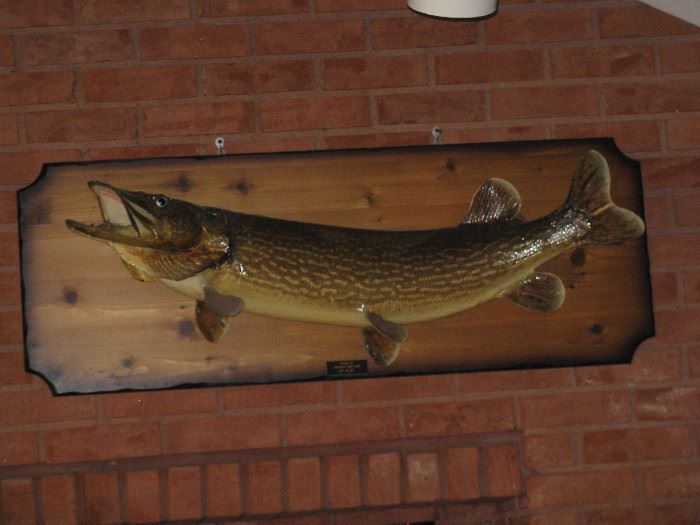 Taxidermy Wall Mounted Fish