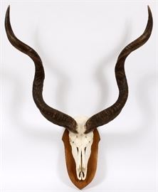 186 - MOUNTED KUDU HORNS ON A PARTIAL SKULL, H 48", W 30" 