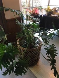 Large house plant