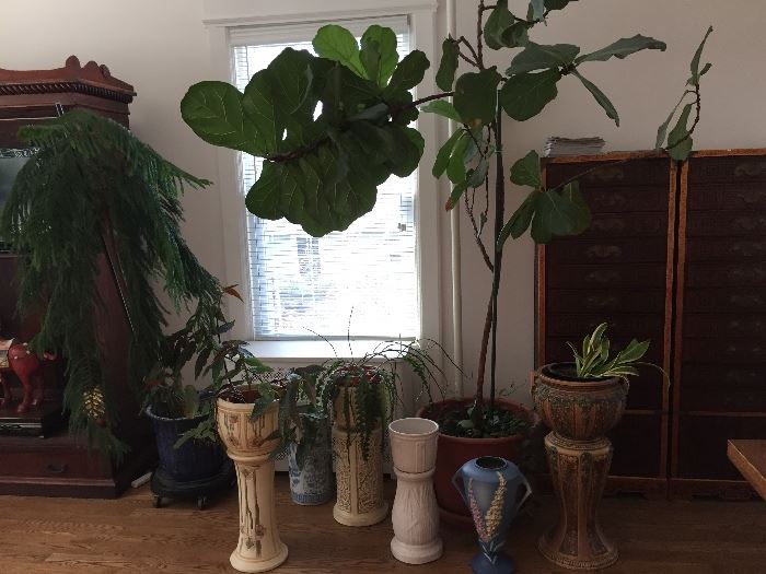 Roseville and Weller jardineres and floor vases; and  large plants, 
