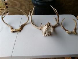deer horns