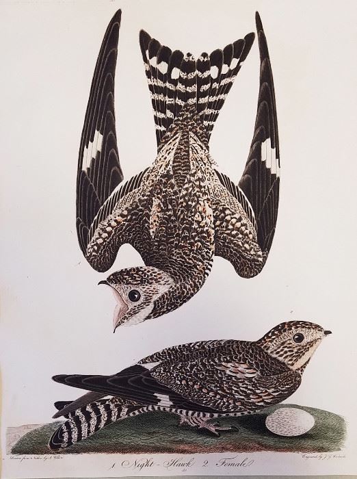A. Wilson hand colored print - Night Hawks