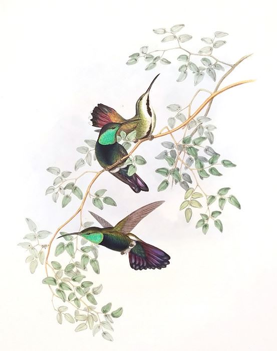 Original John Gould Hummingbird prints