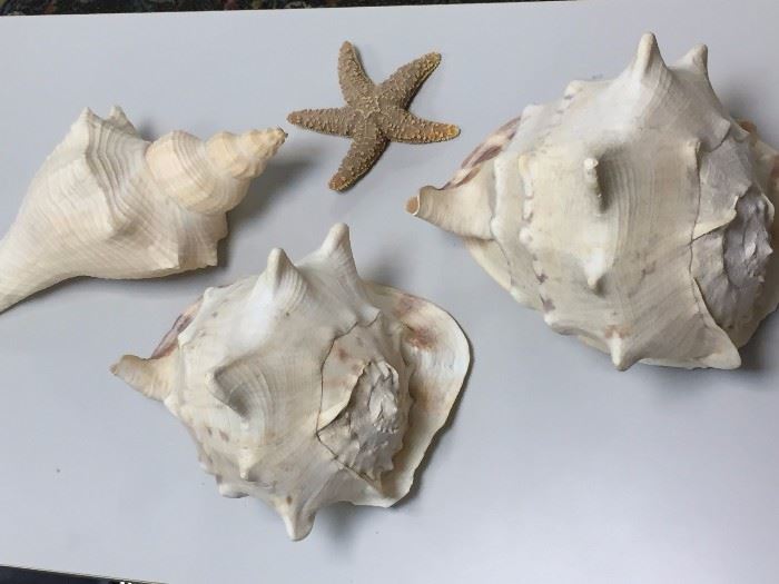 Very large conch shells.