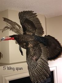 Taxidermy turkey with five foot wing span!