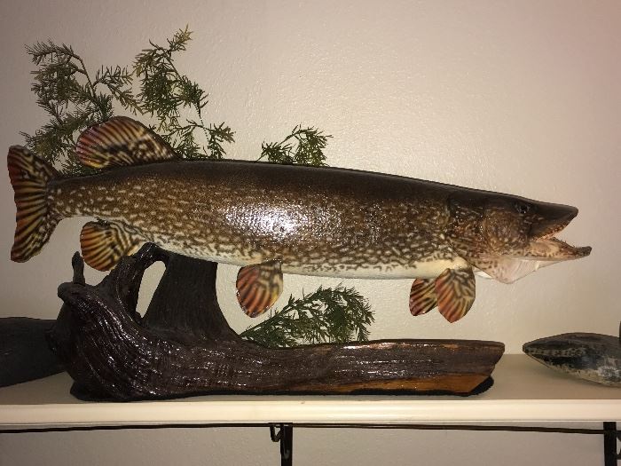 Taxidermy mounted northern 