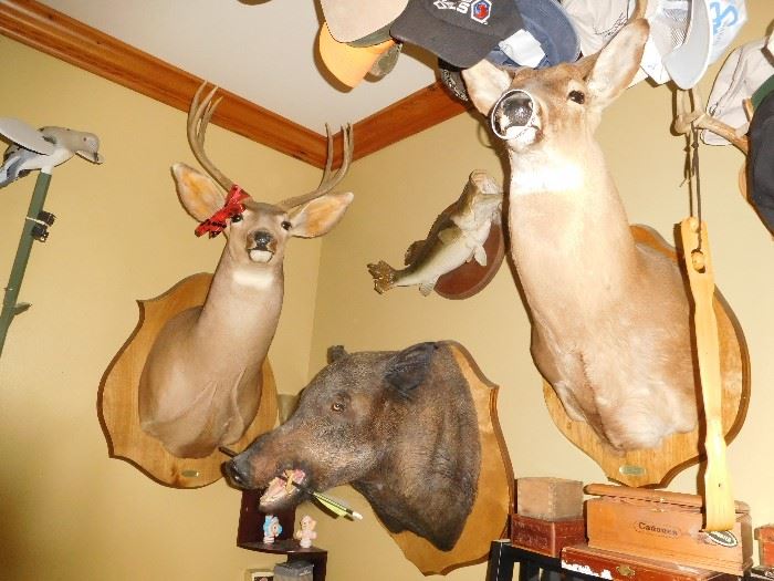 Lots of taxidermy