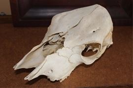 Cow skull
